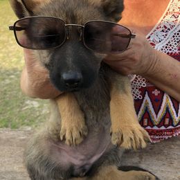 German Shepherd Puppies from Guamany K9 Vomhaus