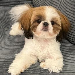 Lexi - Red and white female Shih Tzu puppy in Galveston, Texas from 🌗 New Moon Shih Tzu 🌗