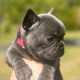 Rapunzel - Blue female French Bulldog puppy in Salisbury, Maryland from 77 Frenchies Maryland