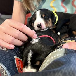 Appenzeller Sennenhund Puppies from HussarRidge