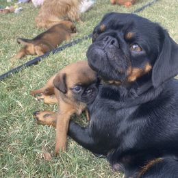 Tuney - Brussels Griffon