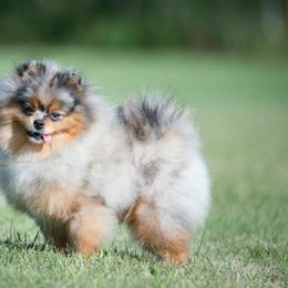 Gino - Pomeranian
