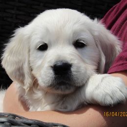 Golden Retriever Puppies from Kansas Prairie Pups