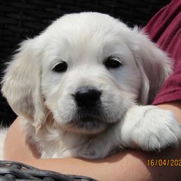 Golden Retriever Puppies from Kansas Prairie Pups