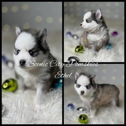Ethel - Silver and white female Pomsky puppy in Rossville, Georgia from Scenic City Pomskies
