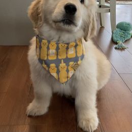Golden Retriever Puppies from Glacier Goldens