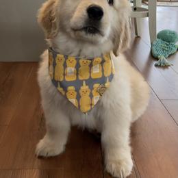 Golden Retriever Puppies from Glacier Goldens