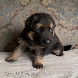 Grey collar boy - Black and red male German Shepherd puppy in Coleta, Illinois from Four Leaf Farm- Vom Vierblättriges Bauernhof