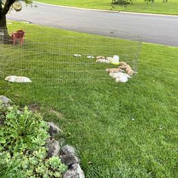 Goldendoodles from Brecknock Doodles