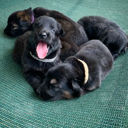 German Shepherd and White Shepherd Puppies from Scenic Creek German Shepherds
