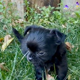 AKC Twila - 4300.00 - Black and white female Chihuahua puppy in Fort Collins, Colorado from Wild Mountain Chihuahuas