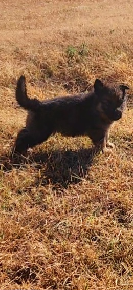 German Shepherd and Pembroke Welsh Corgi Puppies from Tiny Titans K9