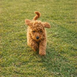Cherry - Red  female Goldendoodle puppy in Yakima, Washington from HoneyPaw Doodles
