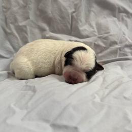 Boy 4 - Blue speckled male Australian Cattle Dog puppy in Concrete, Washington from Back Country Australian Cattle dogs