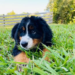 Bernese Mountain Dog Puppies from Rooted Branch Farm