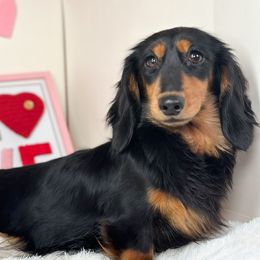 Lily - Dachshund