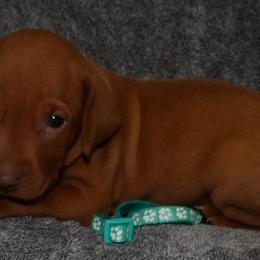 Vizsla Puppies from Roz Vizslas