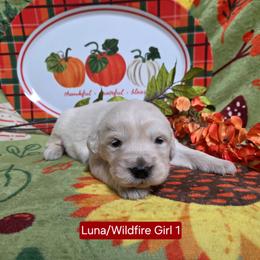 Luna Girl 1 - Light golden female Golden Retriever puppy in Niles, Michigan from Composer Goldens