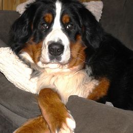 Bernese Mountain Dog puppies from Baby Bear Bernese Kennel