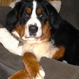 Bernese Mountain Dog puppies from Baby Bear Bernese Kennel