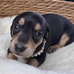 Paris - Black and cream female Dachshund puppy in Wallingford, Kentucky from Hensley Homestead Dachshunds