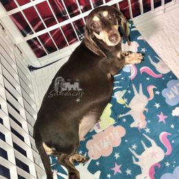 Taffy - Dachshund