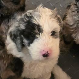 Bob - Merle male Sheepadoodle puppy in Buford, Georgia from Guppy Puppies