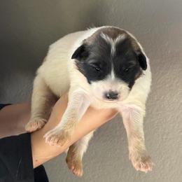 Velvet- yellow - Badger female Colorado Mountain Dog puppy in Cotopaxi, Colorado from Once Upon A Moose (OUM)