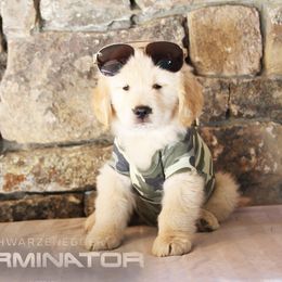 Golden Retriever Puppies from DoubleTake Goldens