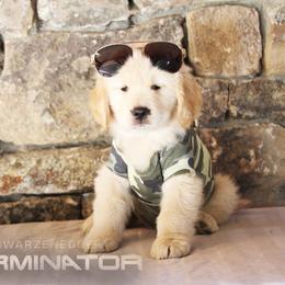 Golden Retriever Puppies from DoubleTake Goldens