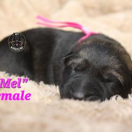Mel - Sable female German Shepherd puppy in Ratcliff, Arkansas from Ridgeline Shepherds