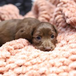 Glimmer - Red female Dachshund puppy in Eaton, Ohio from Miniature Alphas Dachshunds