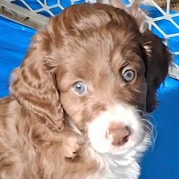 Augustus - Brown and white male Aussiedoodle puppy in Grand Saline, Texas from Aussies Acre