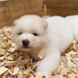 Mr Tibbs - White male Akita puppy in Rahway, New Jersey from Apexx Akitas