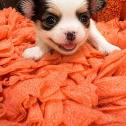 Mary Ann Tan Collar - White and tan female Mal-Shi puppy in Benton Harbor Mi, Michigan from Wiggle Bottom Shih Tzu/Maltese