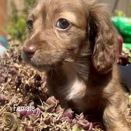 Dior - Chocolate female Dachshund puppy in Stockton, California from Long Blonde Doxies