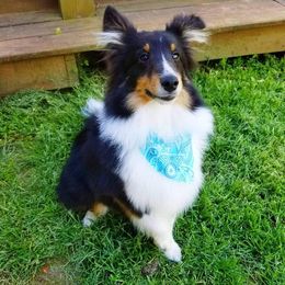Shetland Sheepdogs and Yorkshire Terriers from Ioney's Southern Paws Shelties, Frenchies, and Yorkies