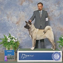 Saki - Akita