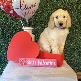 Iris - Apricot female Poodle puppy in Petal, Mississippi from Petal Poodles