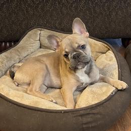French Bulldog All Grown Up from Noel’s Frenchies