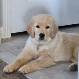 Sutton - Golden female Golden Retriever puppy in Denver, Colorado from Amore Doro’ N Marshell Golden’s