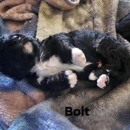 Bernedoodle Puppies from Joyful Pastures Homestead