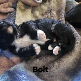 Bernedoodle Puppies from Joyful Pastures Homestead