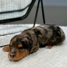 Flo - female Australian Mountain Doodle puppy in Decatur, Illinois from Signature Doodles