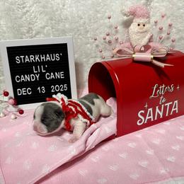 Girl 1 - female French Bulldog puppy in Westerly, Rhode Island from Starkhaus Rottweilers & Frenchies