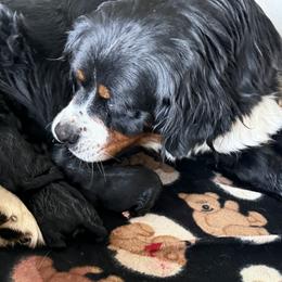 Boy 2 - male Golden Mountain Dog puppy in Loveland, Colorado from Grateful Bernese & Gage's Goldens