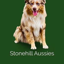 Romeo - Miniature Australian Shepherd