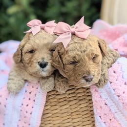 Aussiedoodle and Goldendoodle Puppies from Ever After Doodles Arizona