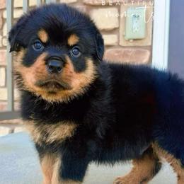 Boy - Black and tan male Rottweiler puppy in Brandenburg, Kentucky from Boss Rottweiler Haus