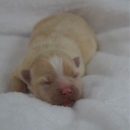 Boy 1 - White male Pomsky puppy in Krum, Texas from Paw-Some Pomskies
